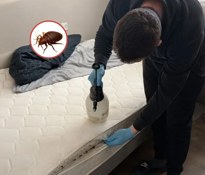Technicien traitant un matelas contre les punaises de lit à Saint-Soupplets